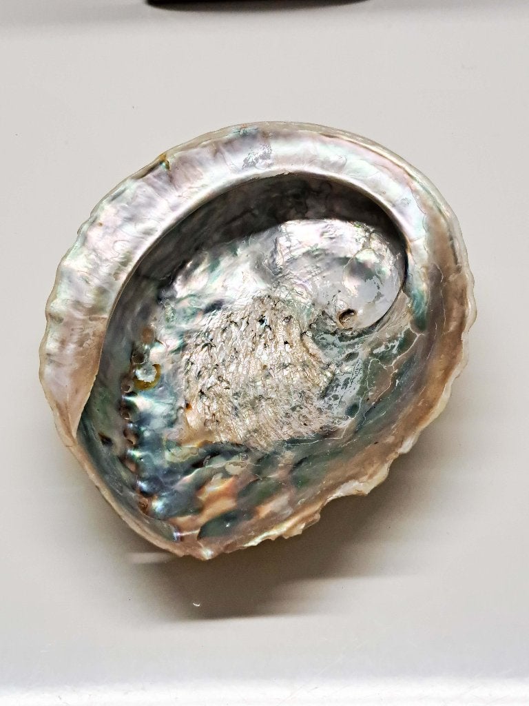 prachtig oude Abalone parelmoer schelp schaaltje 17 cm, Ophalen of Verzenden, Schelp(en)