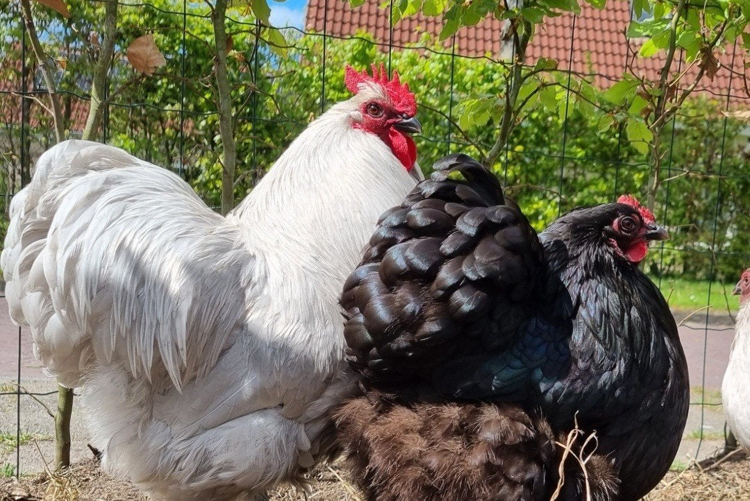 Jonge zwarte orpington kriel hennen, Dieren en Toebehoren, Vrouwelijk, Kip