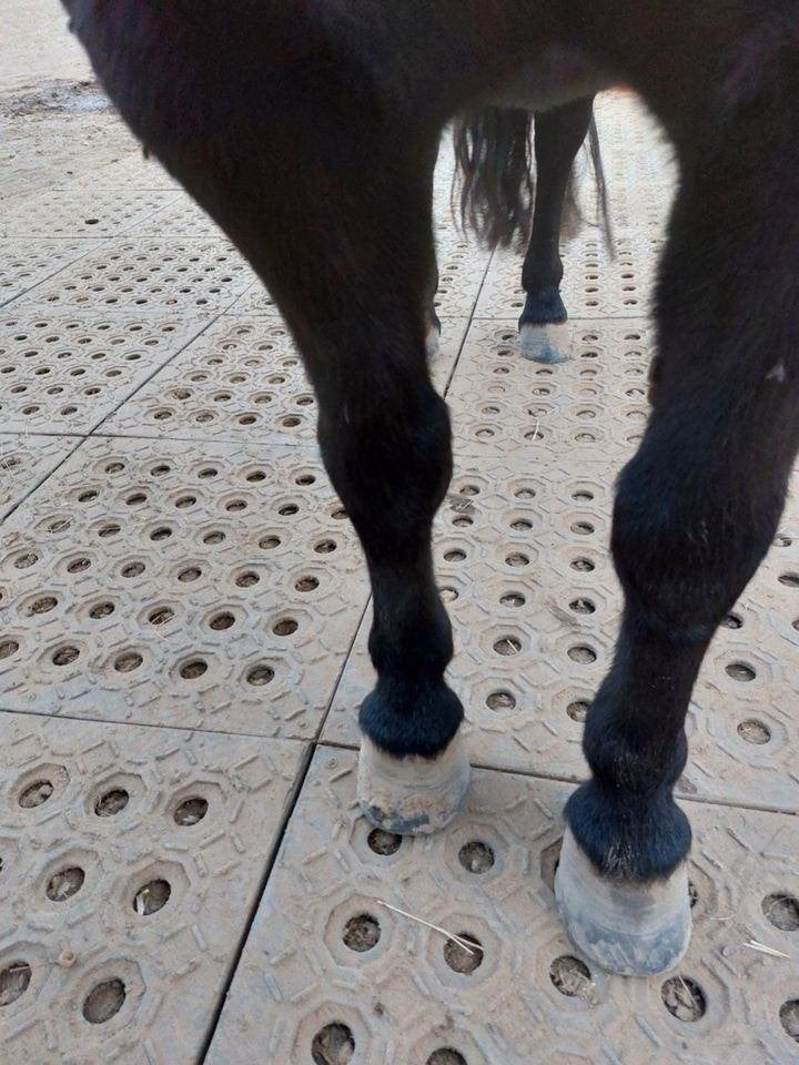 Mudmodder paddockplaten paard pony paddock, Weidegang