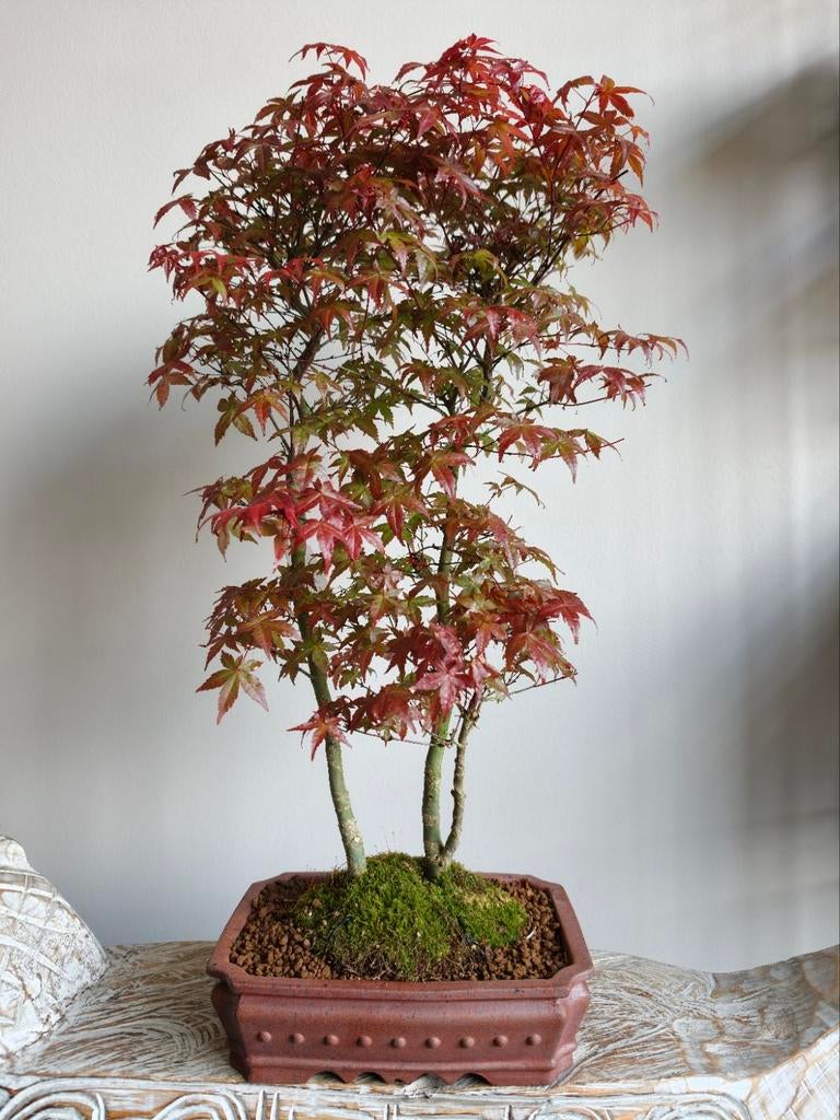 elm bonsai tree 5-Year-Old Siberian Elm Bonsai Tree Starter – Robust and Ready for Training main image 0