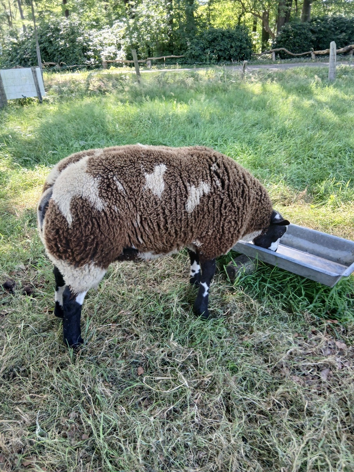 2 Goed ontwikkelde bonte rammen, Dieren en Toebehoren, Mannelijk, Schaap, 0 tot 2 jaar