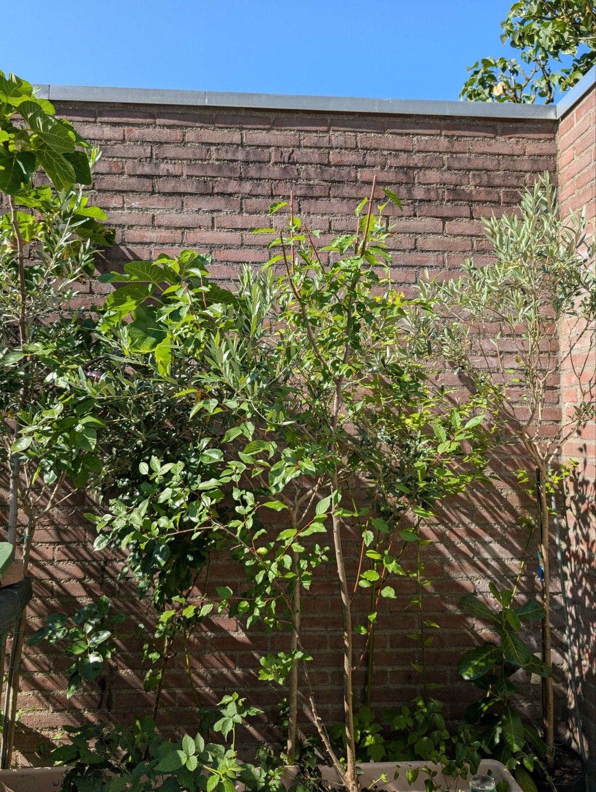 Pruimenboom, Ophalen of Verzenden