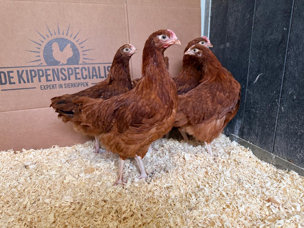 Jonge tamme Sussex rood kippen gesekst & ingeënt