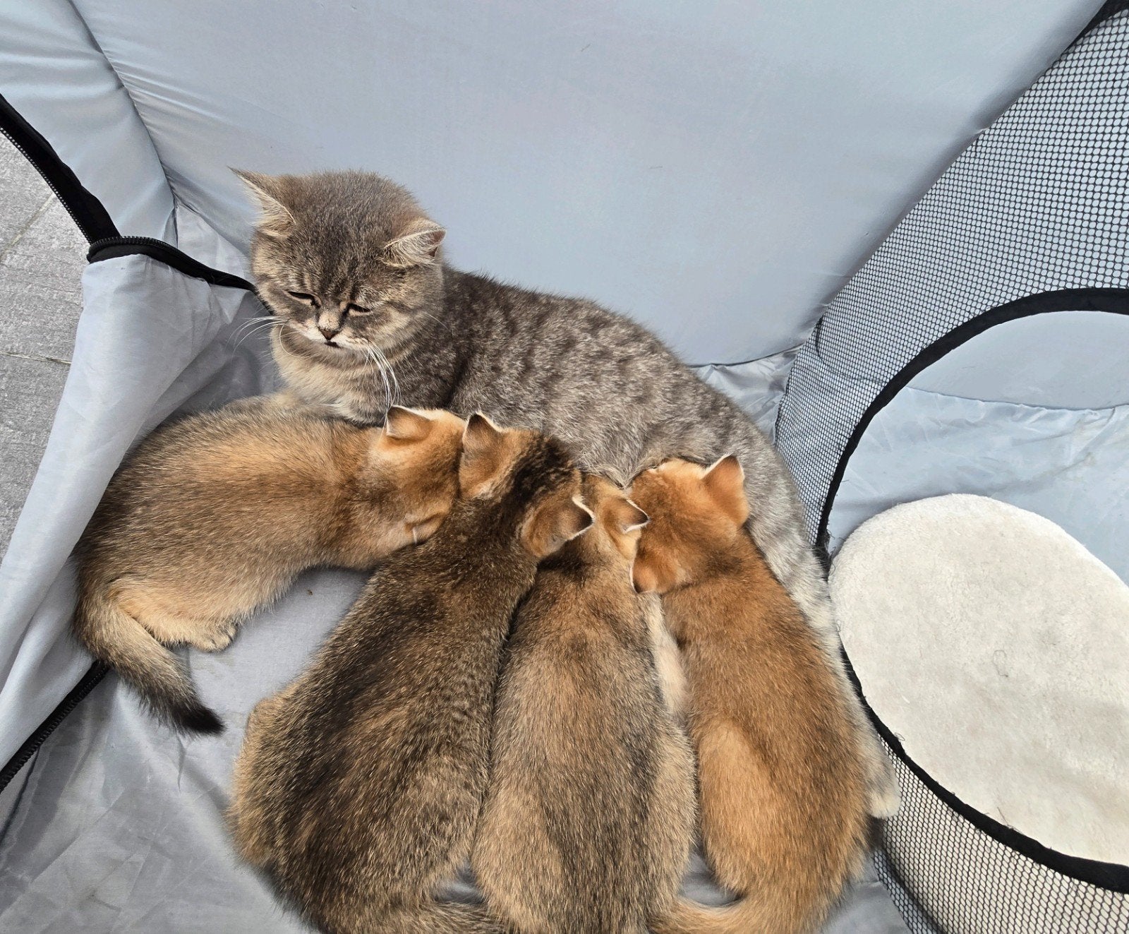 Prachtige black goldenshaded Brits korthaar kittens, Dieren en Toebehoren, Meerdere dieren, Kortharig, 0 tot 2 jaar