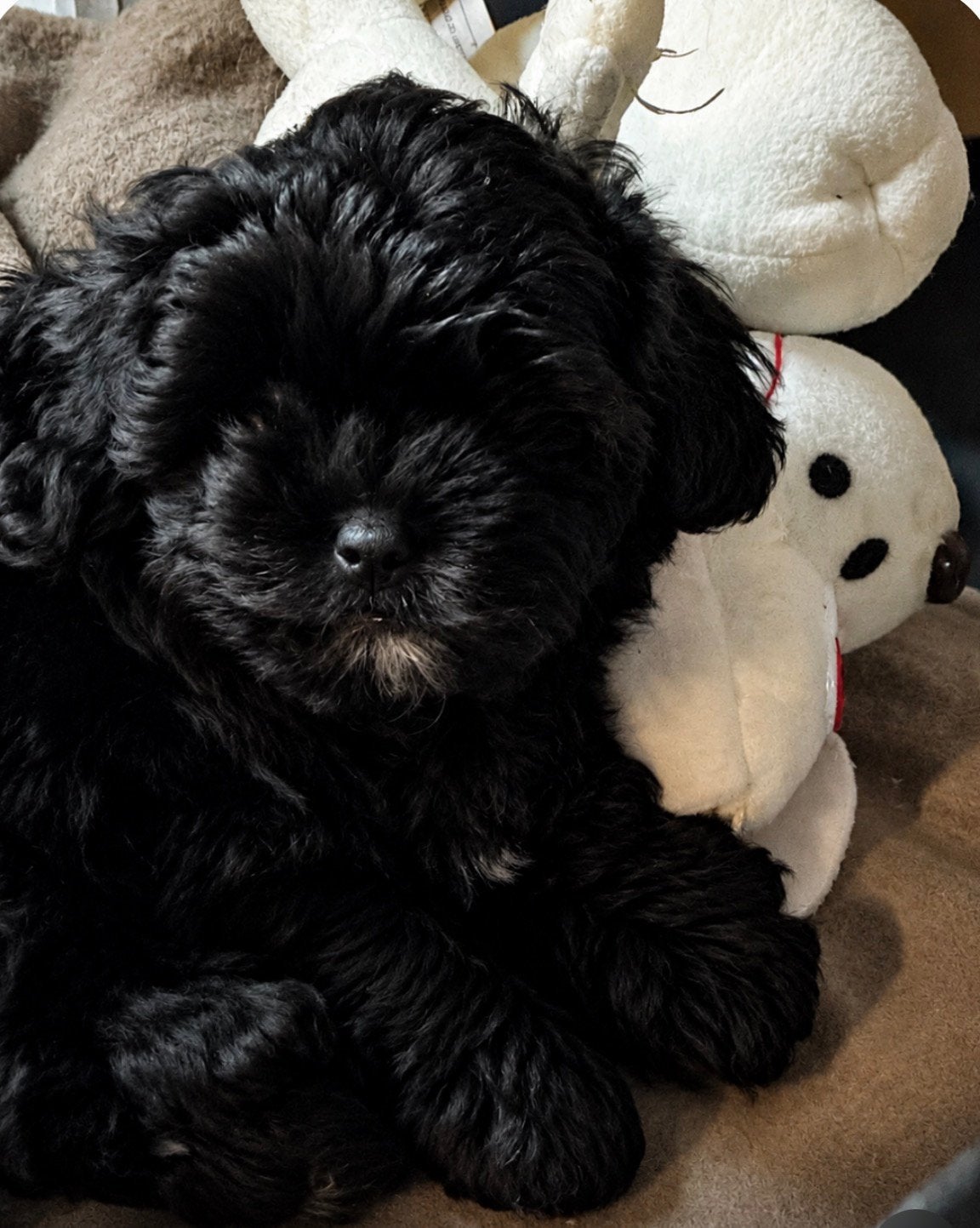 Shih tzu X toypoedel - Shihpoo nog 1 teefje 🩷🐶🌸, Parvo, Overige rassen, 8 tot 15 weken, Teef