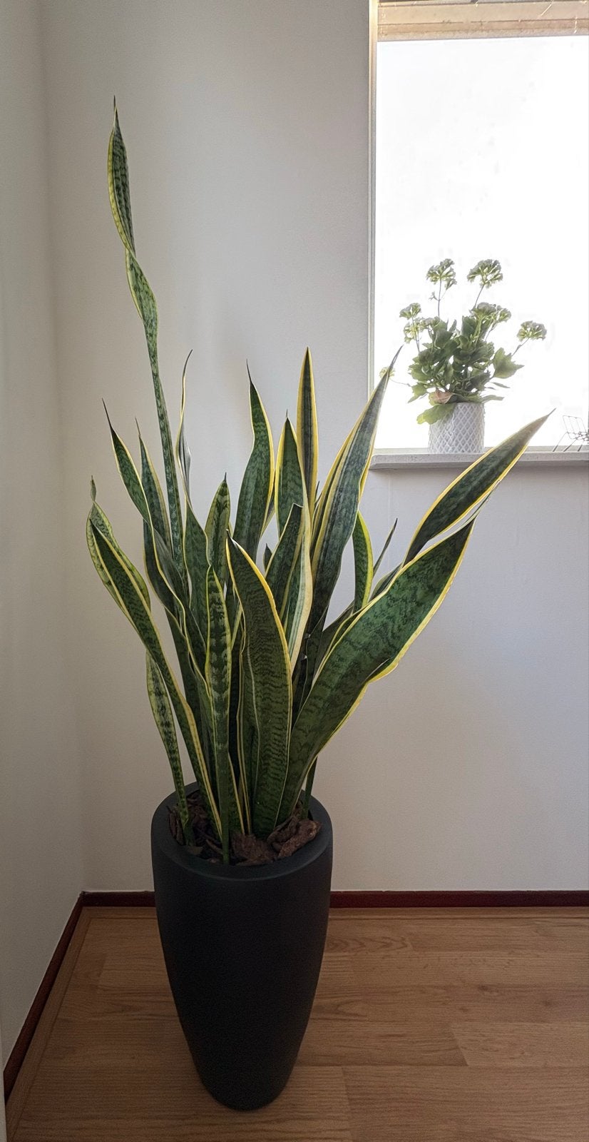 Grote Sanseveria met pot, Huis en Inrichting, Kamerplanten, Ophalen, 100 tot 150 cm, Overige soorten, Halfschaduw
