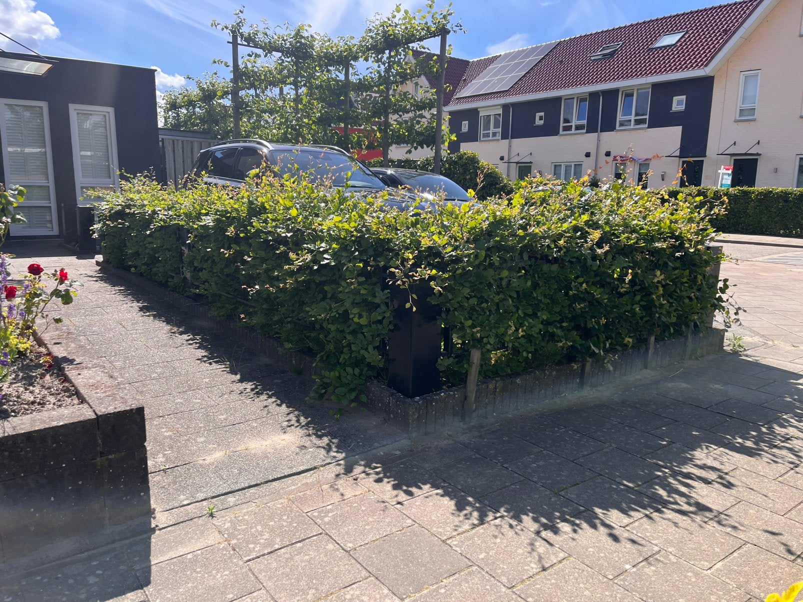 Beukenhaag ca. 9 meter lang, Tuin en Terras, Planten | Struiken en Hagen, Ophalen, Beukenhaag, Haag, 100 tot 250 cm