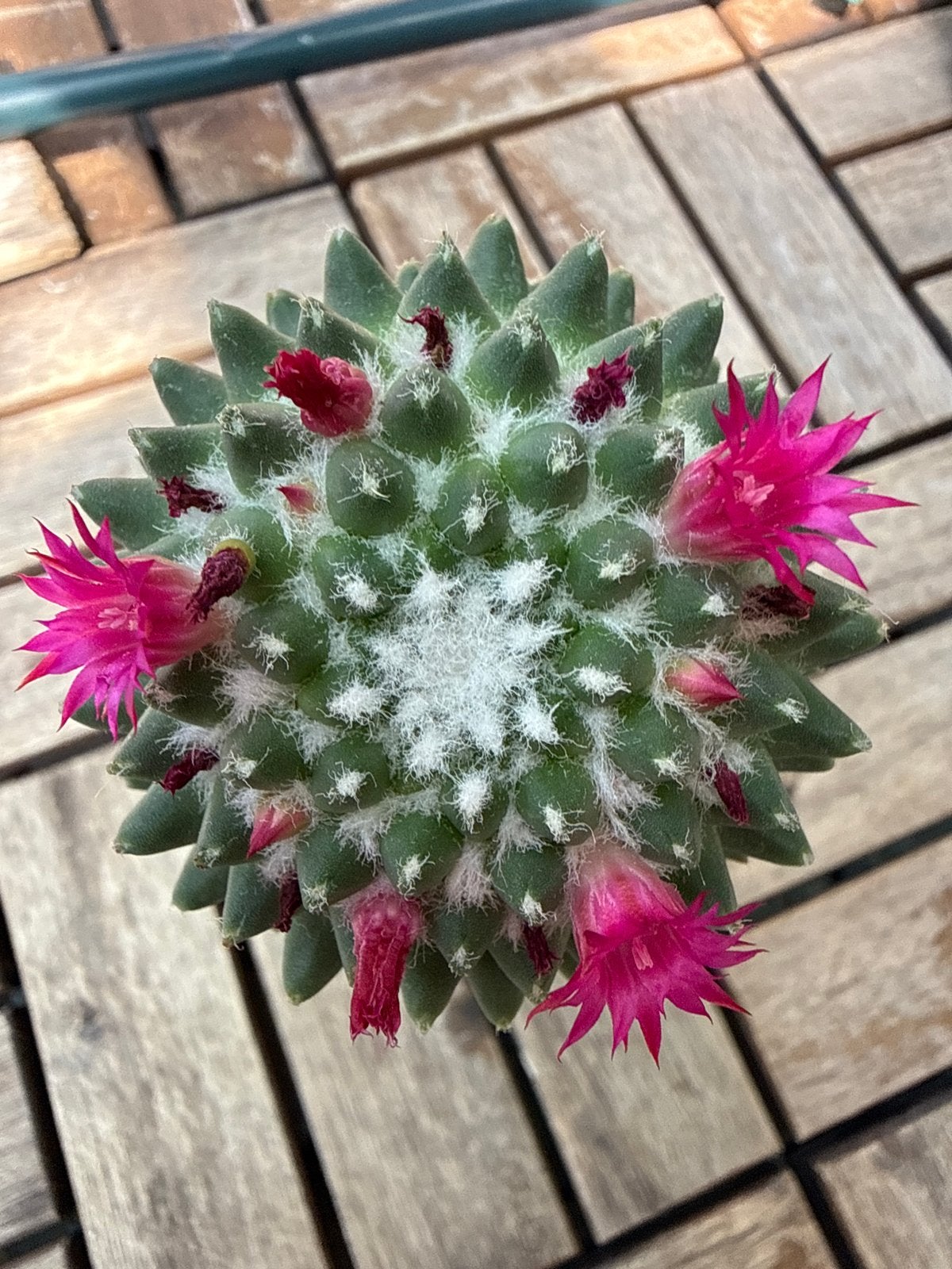 Mammillaria Cactus met Roze Bloemen - Uniek & Makkelijk, Overige soorten, Volle zon, Vaste plant, Ophalen of Verzenden