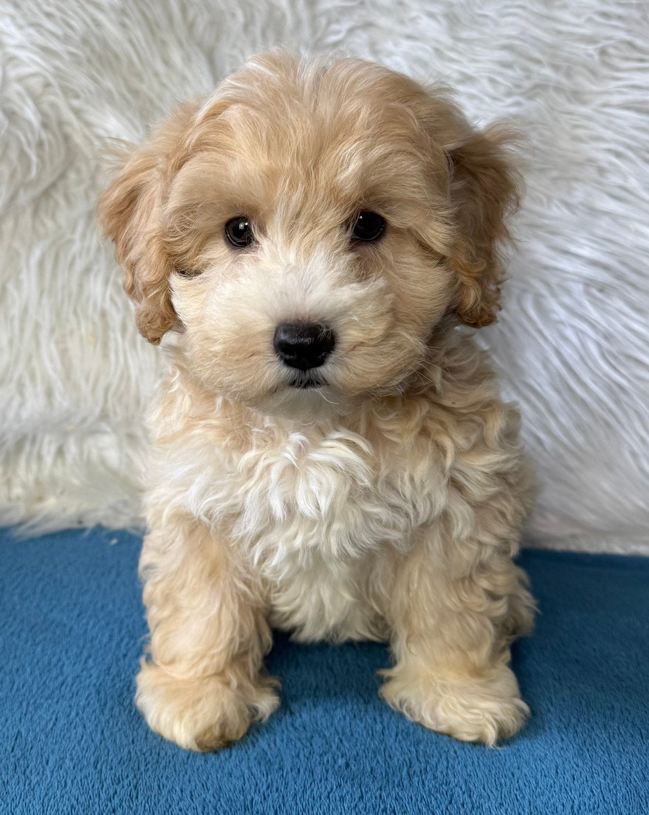 Maltipoo pups 1650€ hypo allergeen reutjes, Nederland, Parvo, Overige rassen, 8 tot 15 weken