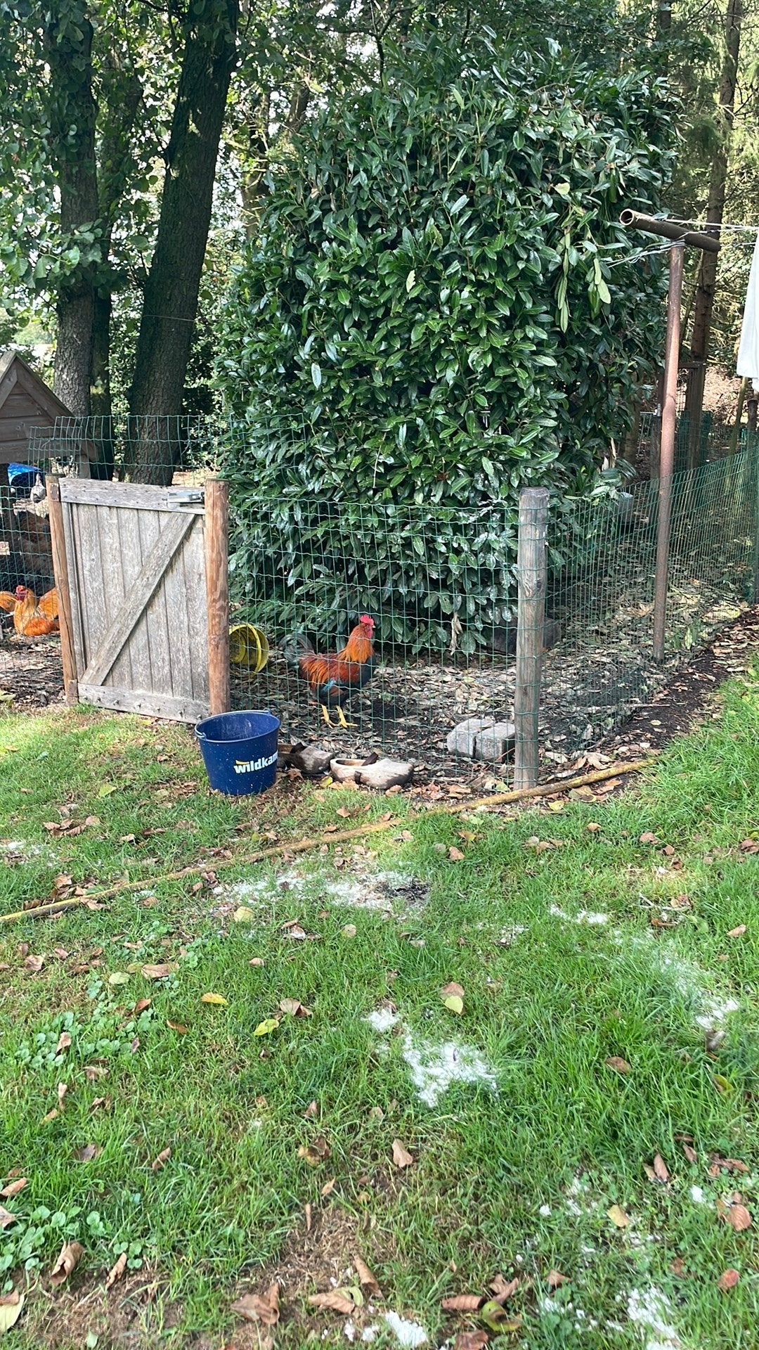 Welsumer haan, Dieren en Toebehoren, Pluimvee, Mannelijk, Kip