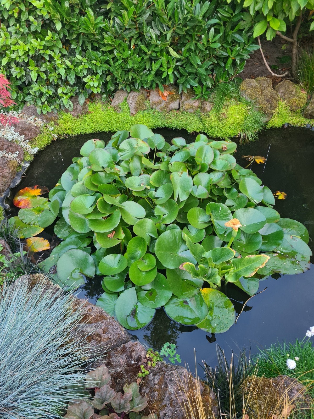 vijver planten  en vissen, Ophalen