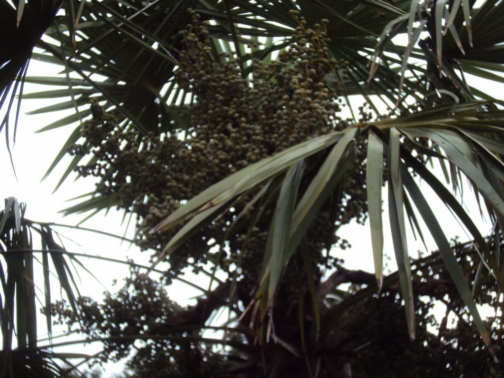 dadelpalm takken, Ophalen, Overige soorten, Volledige schaduw