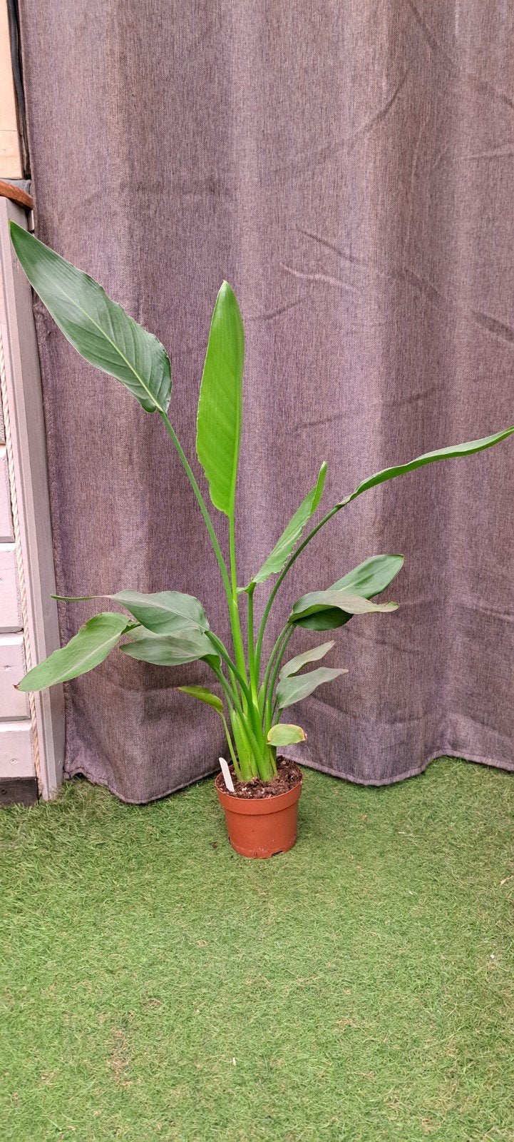 Strelitzia Reginae (paradijsvogel plant), Huis en Inrichting, Bloeiende kamerplant, Ophalen, Halfschaduw, Minder dan 100 cm
