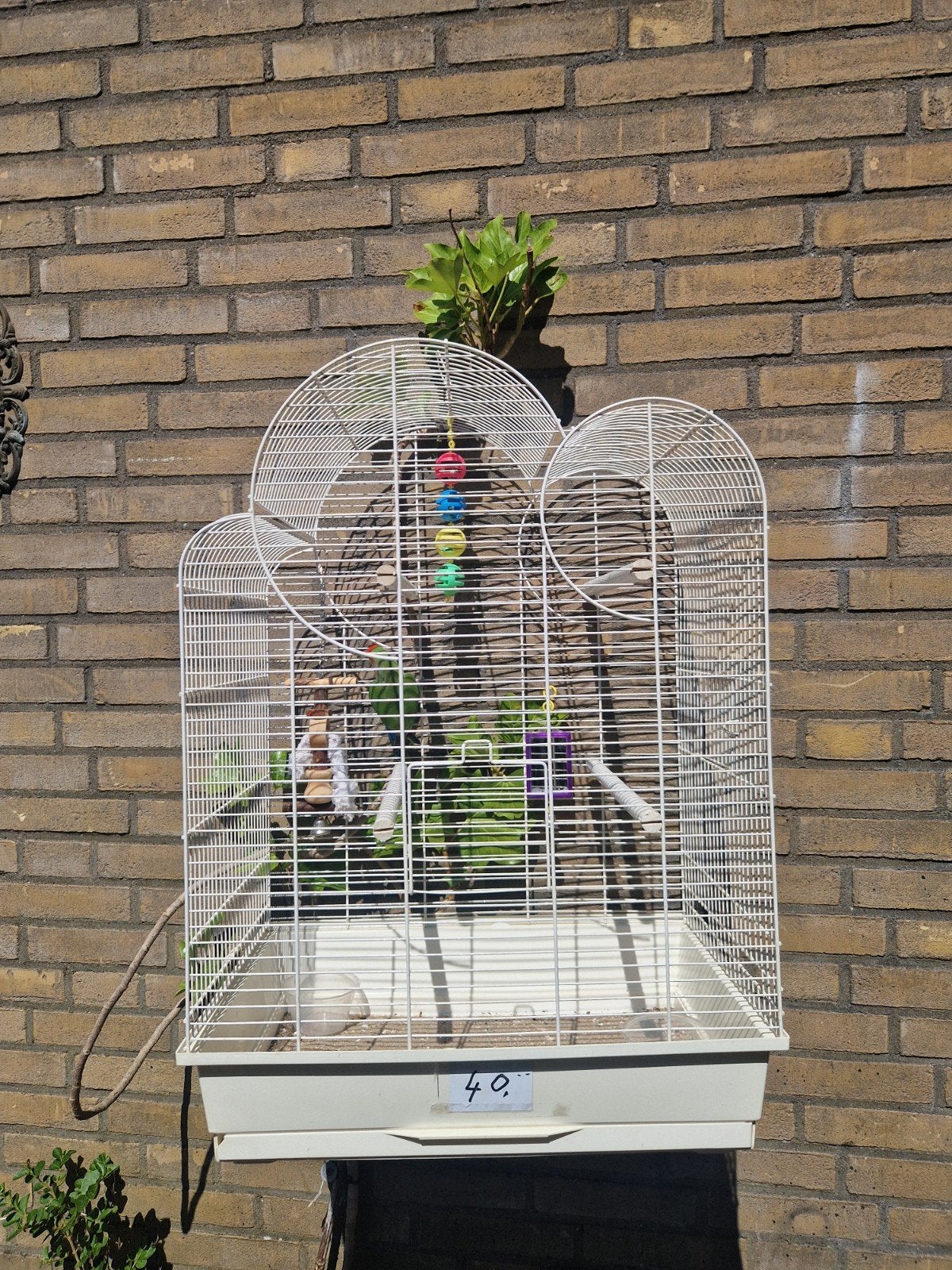 vogelkooi kooi volière grasparkieten agapornissen, Dieren en Toebehoren, Ophalen of Verzenden, Metaal, Vogelkooi