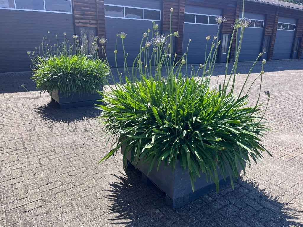 2 Grote bloembakken Agapanthus, echte eyecatchers!!!, Ophalen, Overige soorten, Volle zon