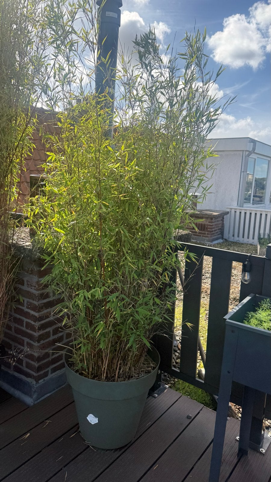 Grote bamboe planten in pot, Overige soorten, Volle zon, Vaste plant, Ophalen of Verzenden