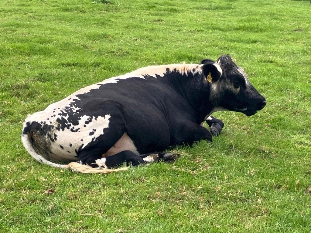 Speckle park, Dieren en Toebehoren, Mannelijk, 0 tot 2 jaar