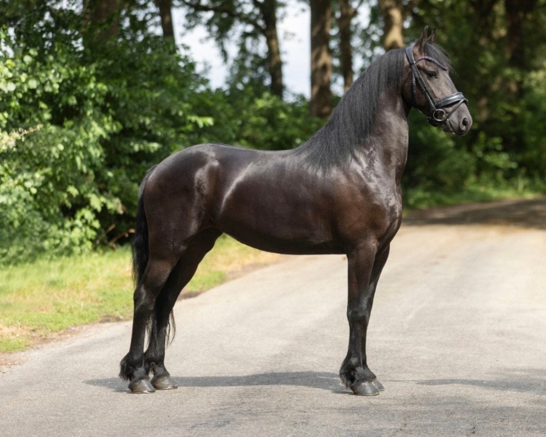 Knappe friese merrie zoekt nieuw huis, Dieren en Toebehoren, Paarden, Merrie, 160 tot 165 cm, Dressuurpaard