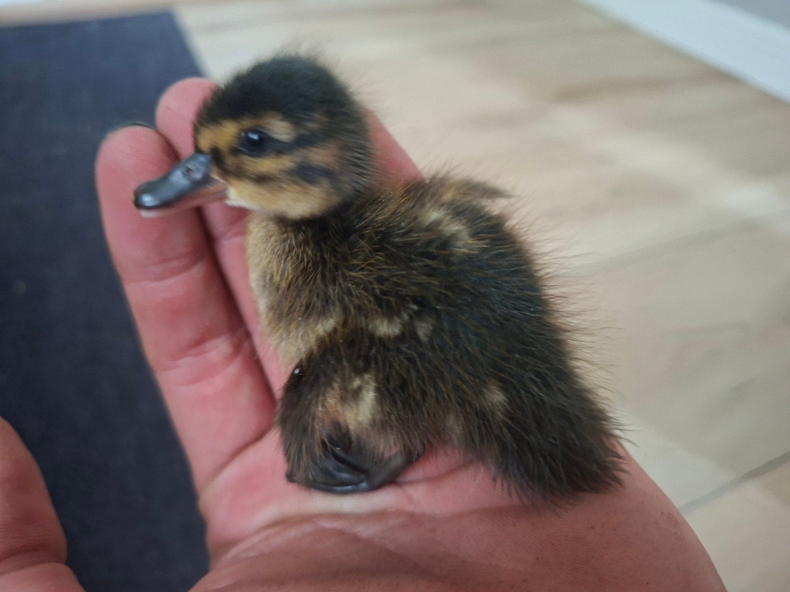 Wintertaling eend  kuikens, Geslacht onbekend, Kip