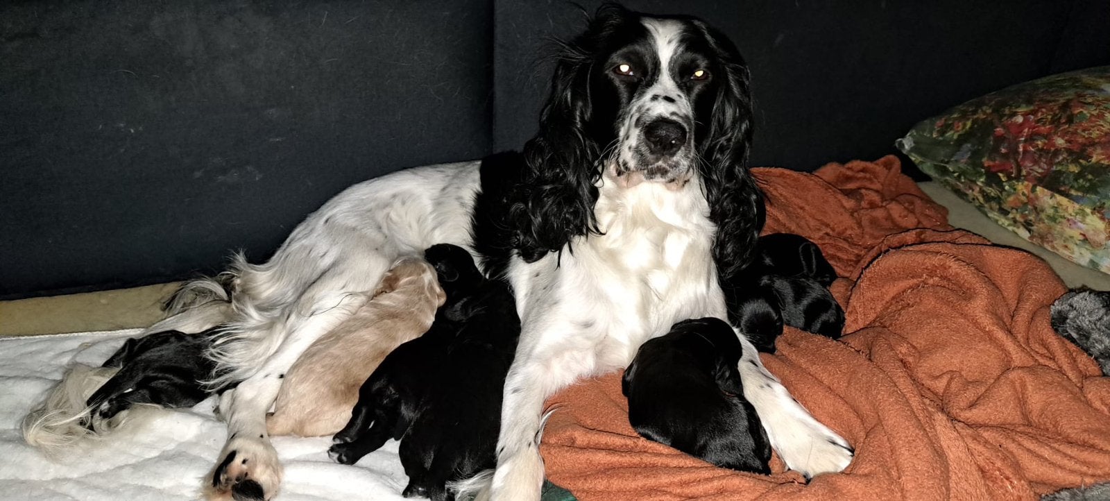 4 sprocker teefjes, CDV (hondenziekte), 8 tot 15 weken, Teef, Meerdere
