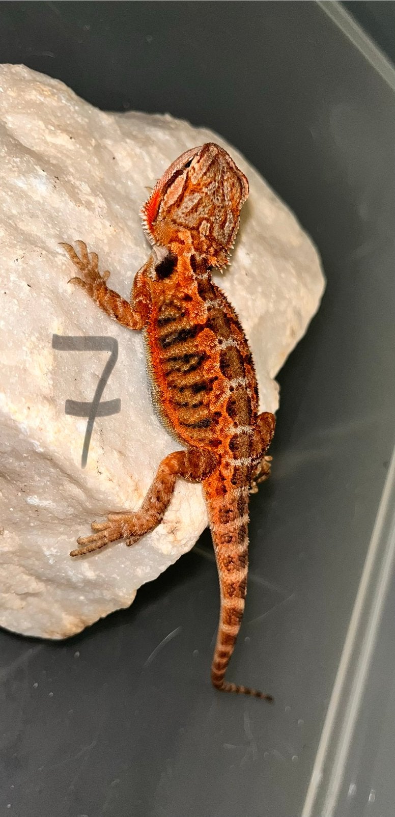 Red Monster Baardagamen Trans Coral Double Het Hypo Witblits, Dieren en Toebehoren, Reptielen en Amfibieën, Hagedis, 0 tot 2 jaar
