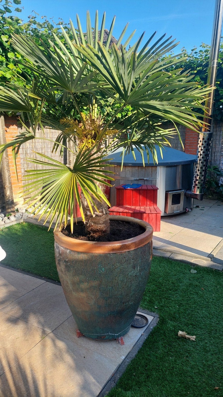 Grote palm in stenen pot, 100 tot 250 cm, Zomer, Palmboom, Ophalen