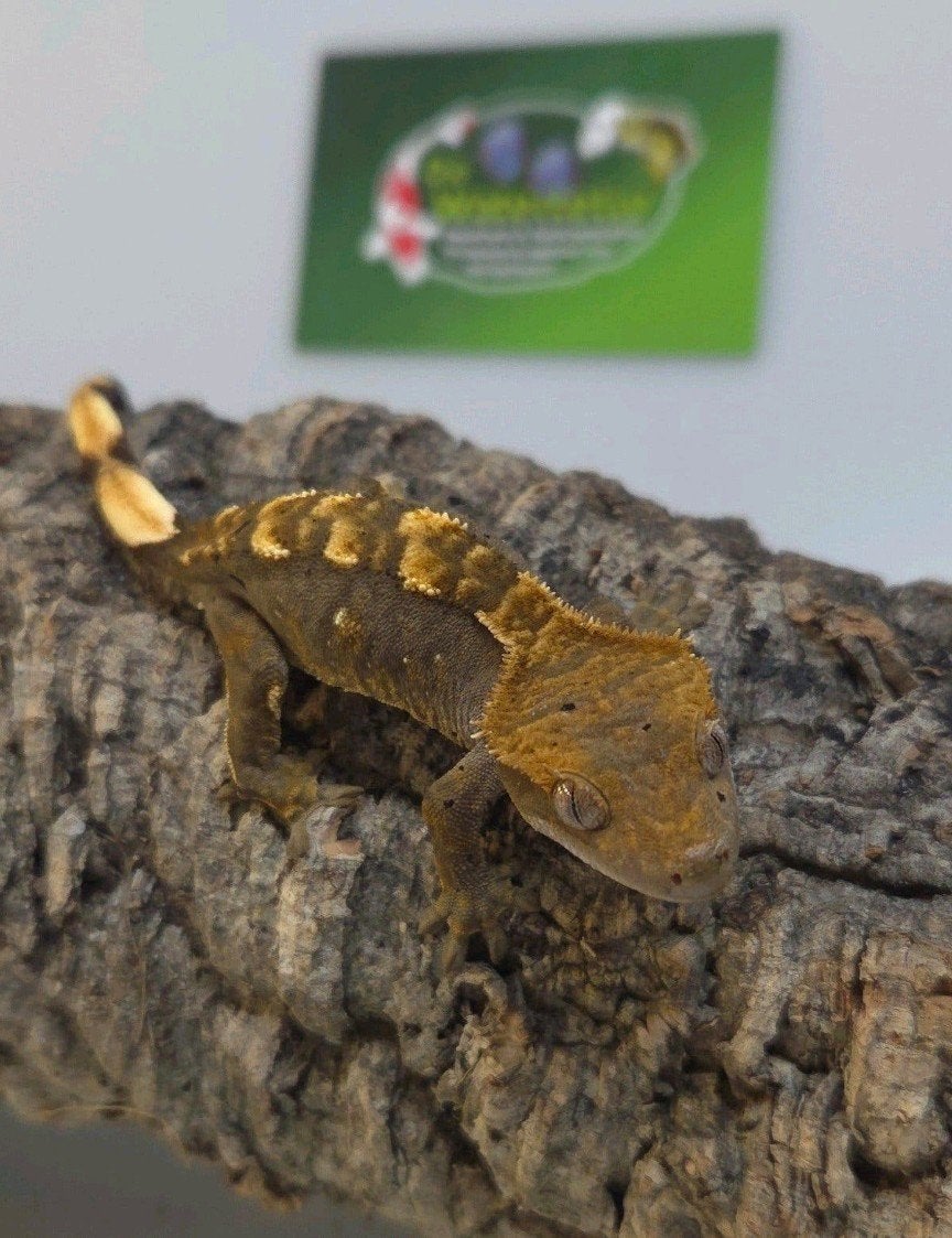 Wimpergekko 25% Korting Crested Gecko - unknown for sale from De Waterlelie BV