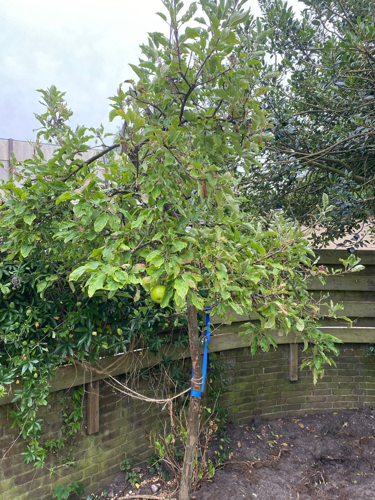 Gratis appelboom – zelf uitgraven – Lisse, Tuin en Terras, Planten | Bomen, Overige soorten, Lente, 250 tot 400 cm, Ophalen