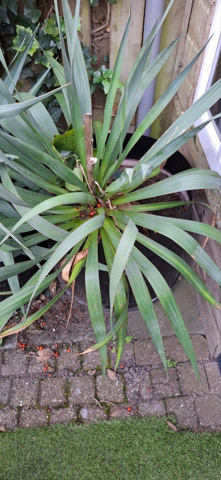 Yucca plant in pot - Winterhard, onderhoudsvriendelijke pl, Volle zon, Vaste plant, Bloeit niet, Ophalen