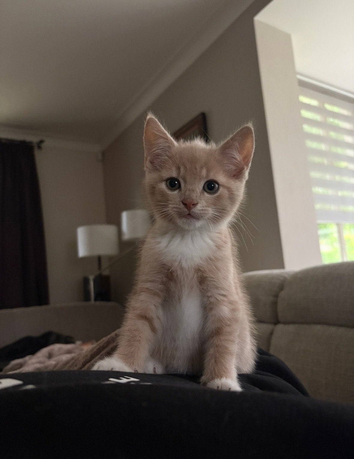 Kitten nog 1 beschikbaar, Dieren en Toebehoren, Meerdere dieren, Kortharig, 0 tot 2 jaar