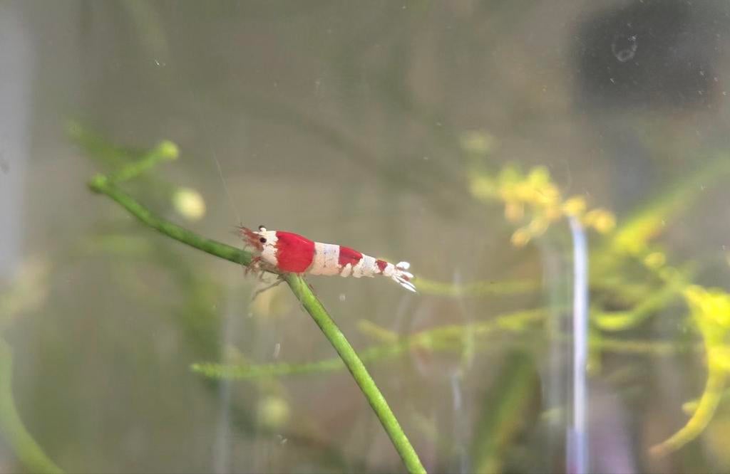 Crystal red garnalen (Caridina cantonensis), Dieren en Toebehoren, Vissen | Aquariumvissen, Kreeft, Krab of Garnaal
