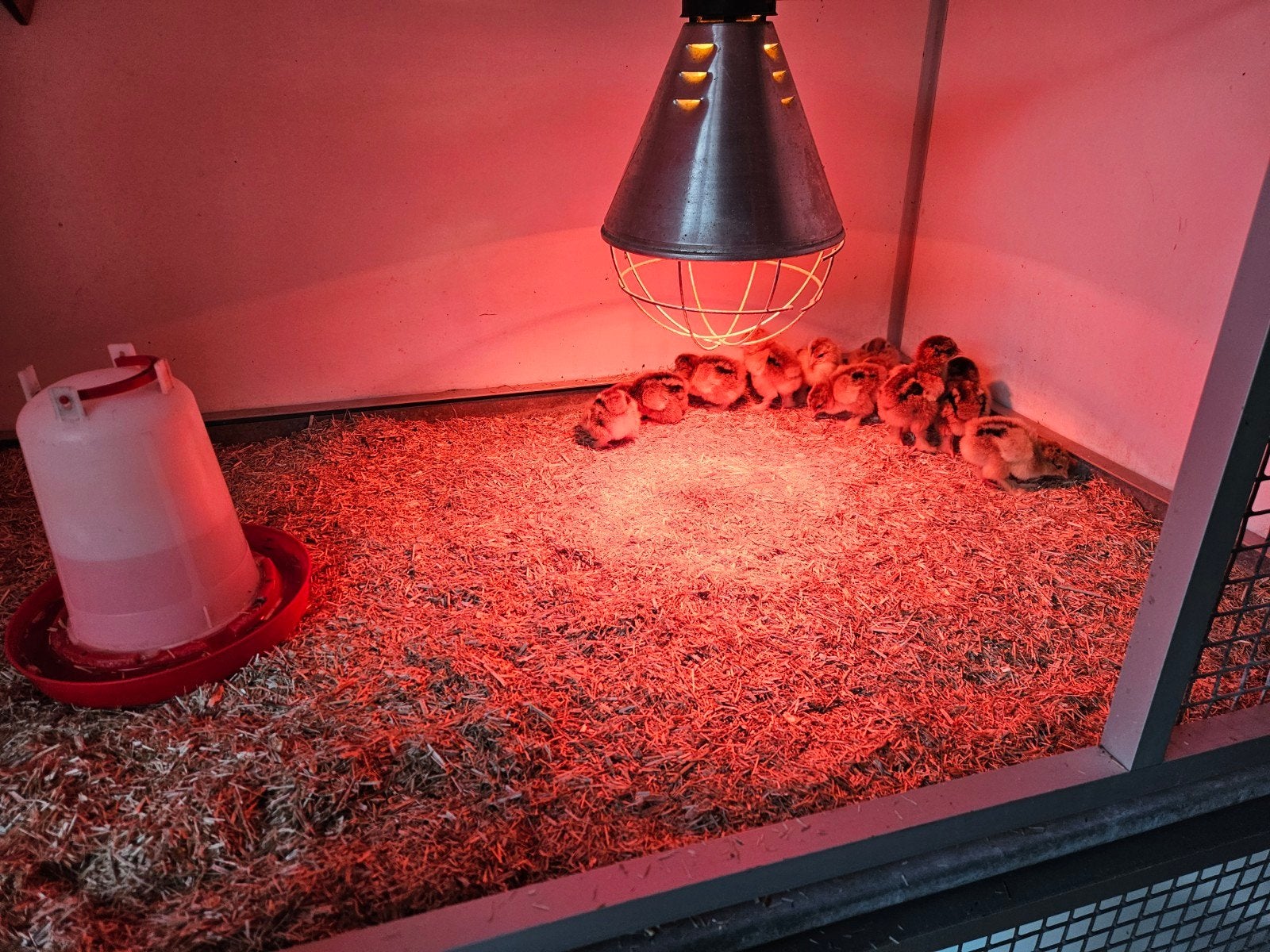 Brahma kuikens meerzomig patrijs, Dieren en Toebehoren, Geslacht onbekend, Kip
