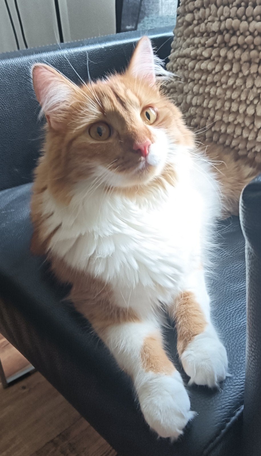 Goed huis gezocht voor Buddy, Dieren en Toebehoren, Kater, Gechipt, 0 tot 2 jaar