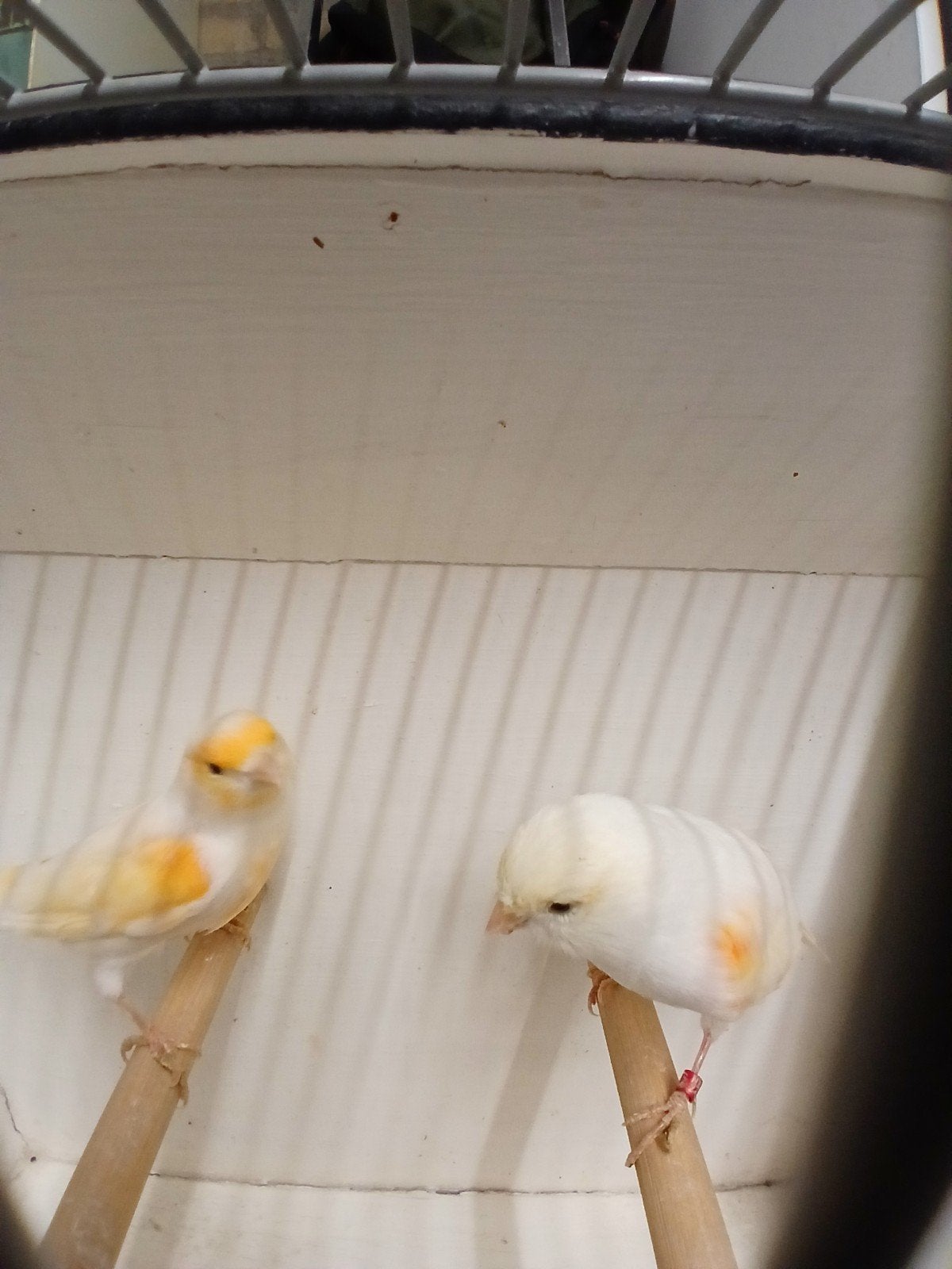 Koppel mozaïek rood., Dieren en Toebehoren, Vogels | Kanaries, Meerdere dieren, Kleurkanarie