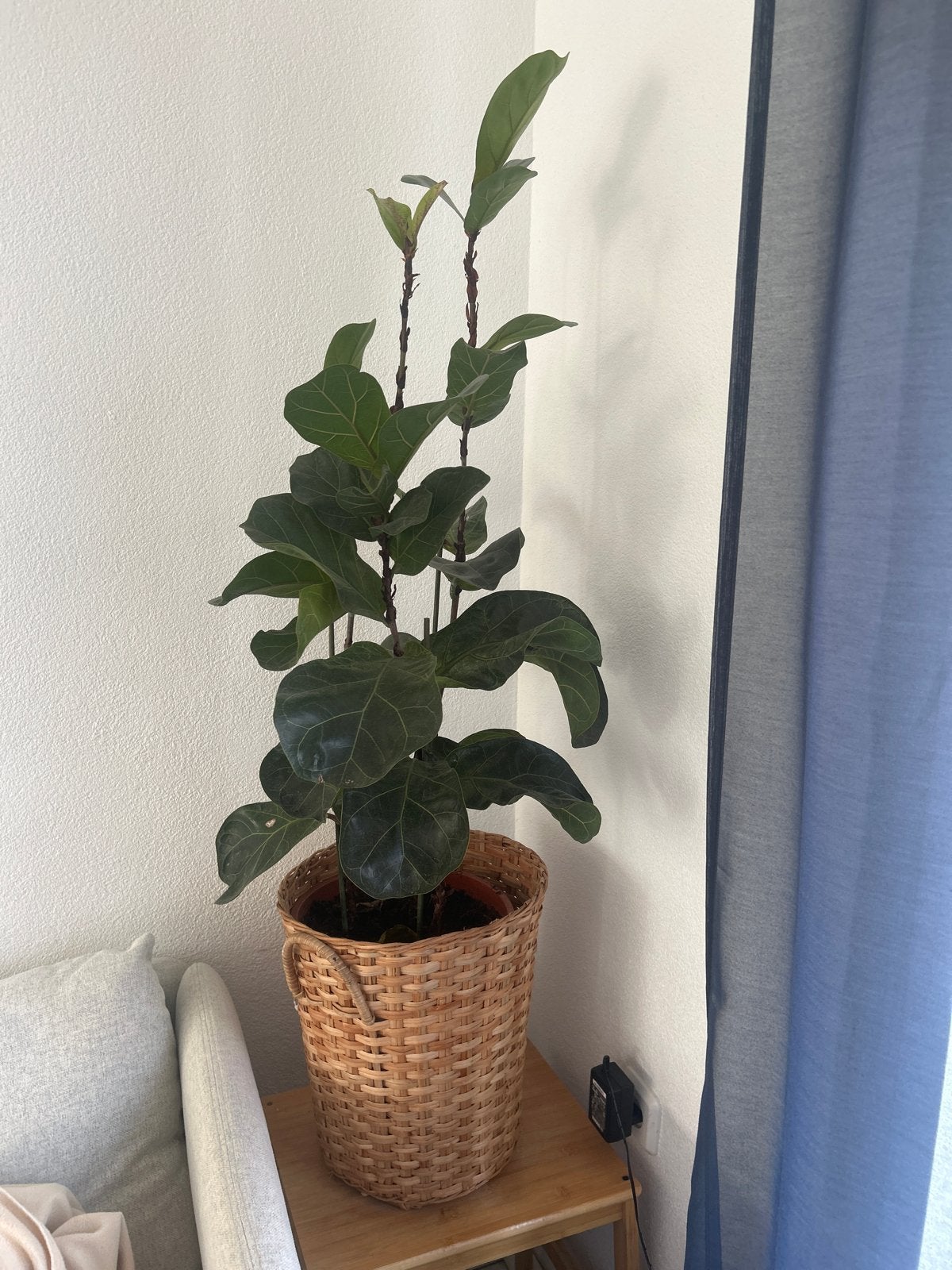 Grote Ficus Lyrata (Tabaksplant) in rieten pot, Ficus, In pot, Minder dan 100 cm, Groene kamerplant