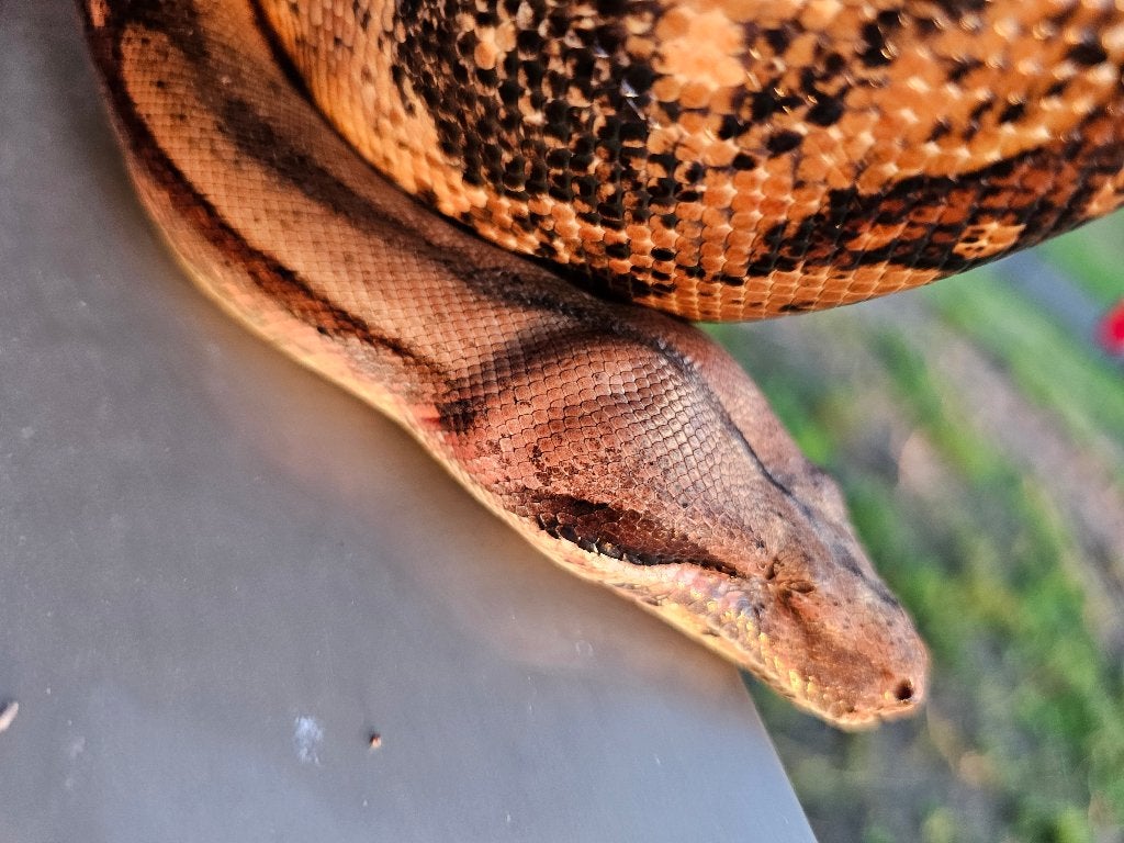 Pinkish fire vrouw boa imperator Boa Constrictor photo 7