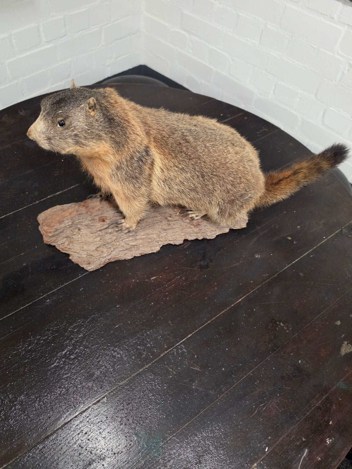 Opgezette marmot - Prachtig exemplaar voor de verzamelaar, Ophalen, Zo goed als nieuw, Wild dier, Opgezet dier