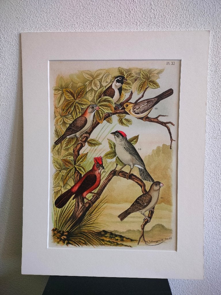 Litho Nuyens Bungartz Lubbert De Vogelwereld Vogels 1883, Antiek en Kunst, Kunst | Litho's en Zeefdrukken, Ophalen of Verzenden