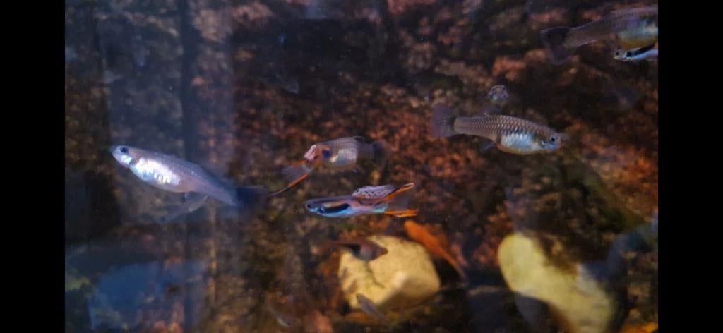 Endler/Panda Guppies, Dieren en Toebehoren, Vis, Zoetwatervis, Schoolvis