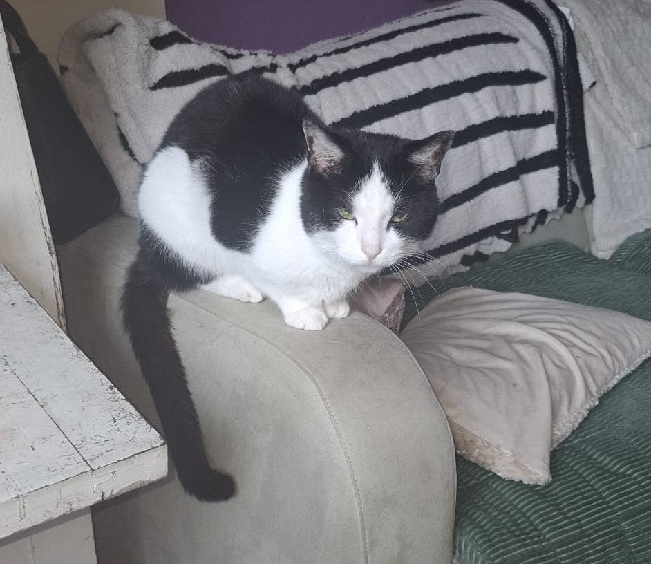 2 katers te koop (moeten samen weg), Kater, Kortharig, 6 jaar of ouder