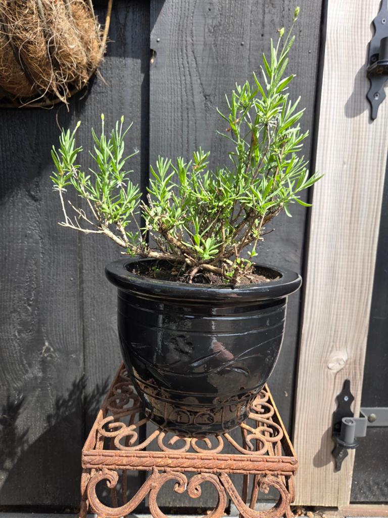 Zwarte terracotta bloempot met lavendel plant, Steen, Minder dan 30 cm, Rond, Ophalen of Verzenden
