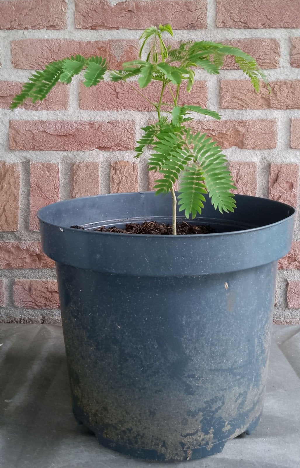 Perzische slaapboom, Albizia julibrissin, bio, Overige soorten, 100 tot 250 cm, Zomer, Ophalen