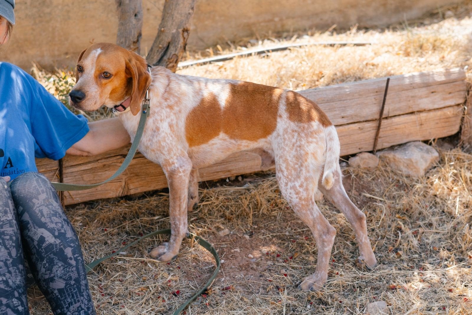 Napoleon wacht op zijn eigen plekje, Dieren en Toebehoren, Honden | Niet-rashonden, 1 tot 2 jaar, Buitenland, Parvo, Eén hond