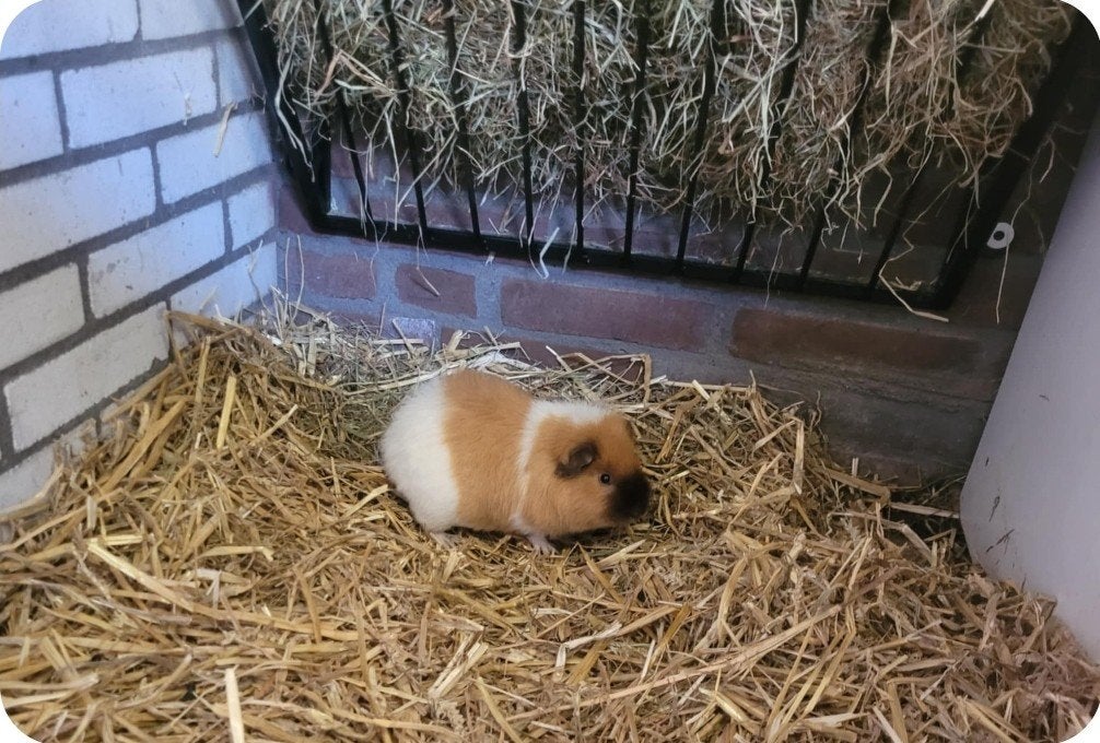 2 cavia mannetjes (gratis), Dieren en Toebehoren, Knaagdieren, Mannelijk, Tam, Maart, Cavia