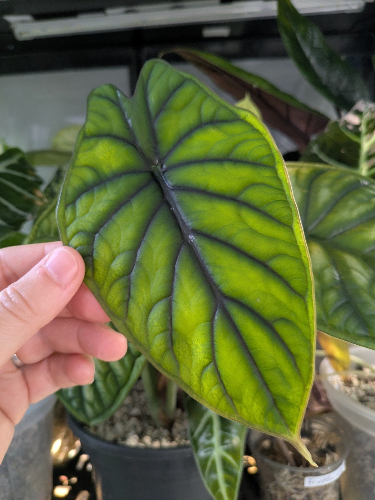 Alocasia Dragon Scale knolletjes, Ophalen of Verzenden, Halfschaduw, Minder dan 100 cm