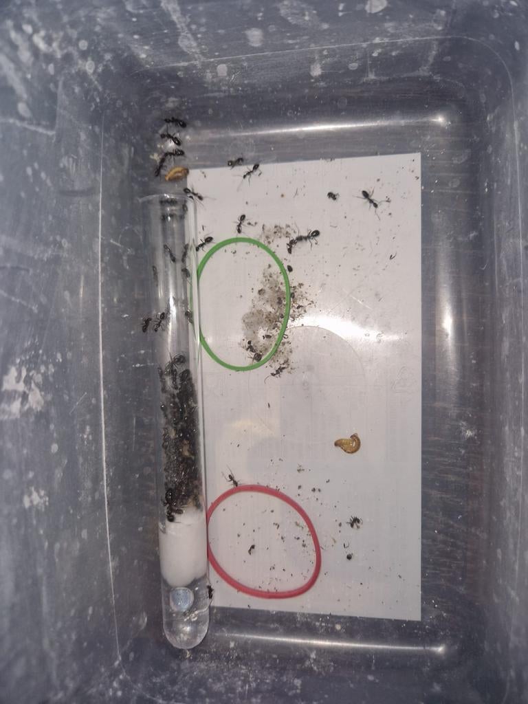 Camponotus sylvaticus 1q 70-120w | mieren ants mierenkolonie, Mieren