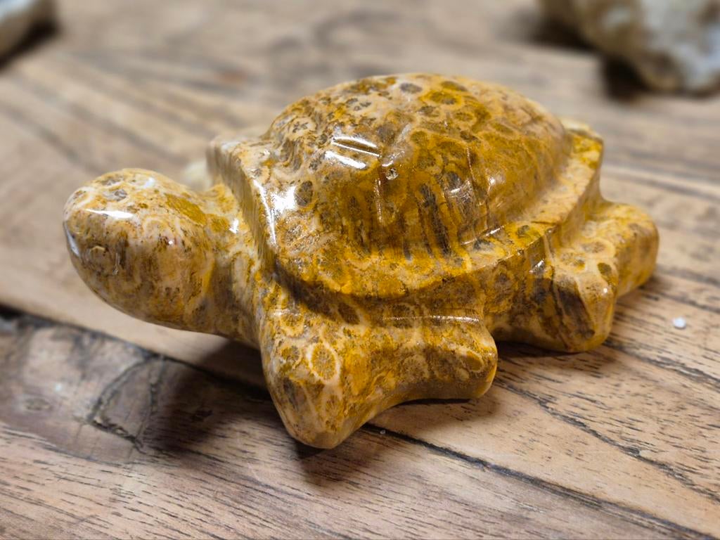 Gefossiliseerd koraal schildpad carving, Schildpad, 0 tot 2 jaar