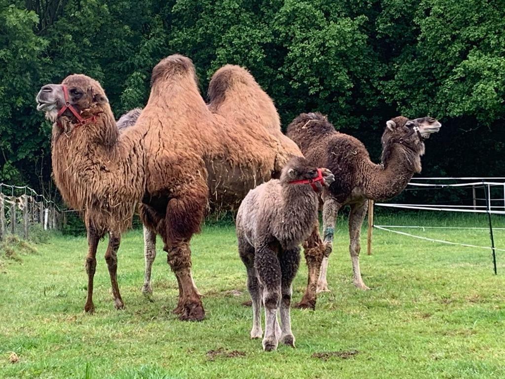 Alpaca’s & Lama’s scheren, alpaca lama scheerder, Komt aan huis, Les