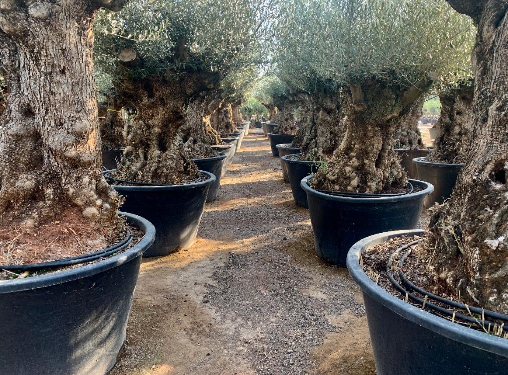 Olijfboom/Olea europaea 120/140 cm stamomtrek te koop, Ophalen of Verzenden, 100 tot 250 cm, Olijfboom, Zomer