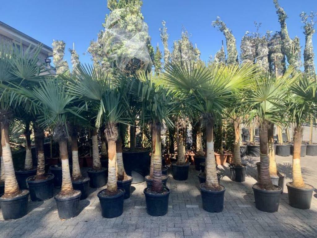 Trachycarpus fortunei palmen stripped trunk / geschilde stam, Volle zon, Winter, Ophalen of Verzenden, 100 tot 250 cm